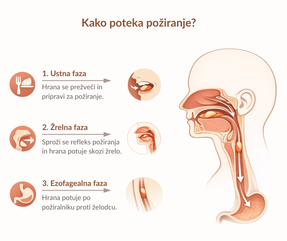 Disfagija - kako poteka požiranje